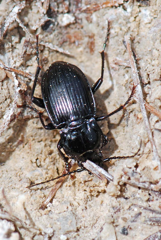 Coleottero da ID: Pterostichus burmeisteri